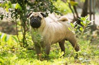 The 8 Best Dog Foods For Pugs – 2026