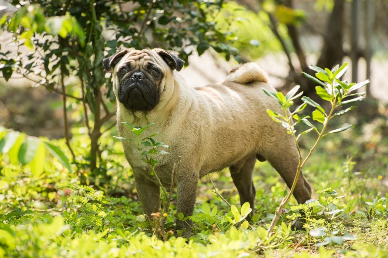 The 8 Best Dog Foods For Pugs – 2026 The 8 Best Dog Foods For Pugs – 2026