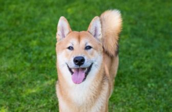 The 8 Best Dog Foods For Shiba Inus – 2026