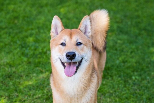 The 8 Best Dog Foods For Shiba Inus – 2026