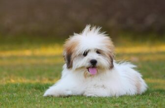 The 8 Best Dog Foods For Shih Tzus – 2025