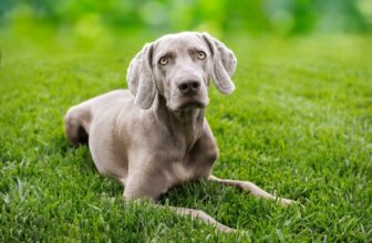 The 8 Best Dog Foods For Weimaraner – 2026