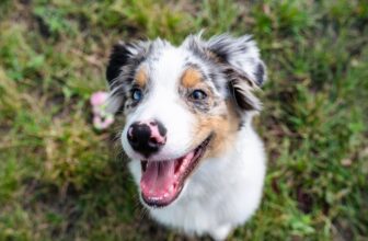 The Best Dehydrated Dog Foods for Australian Shepherds