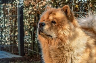 The Best Dehydrated Dog Foods for Chow Chows