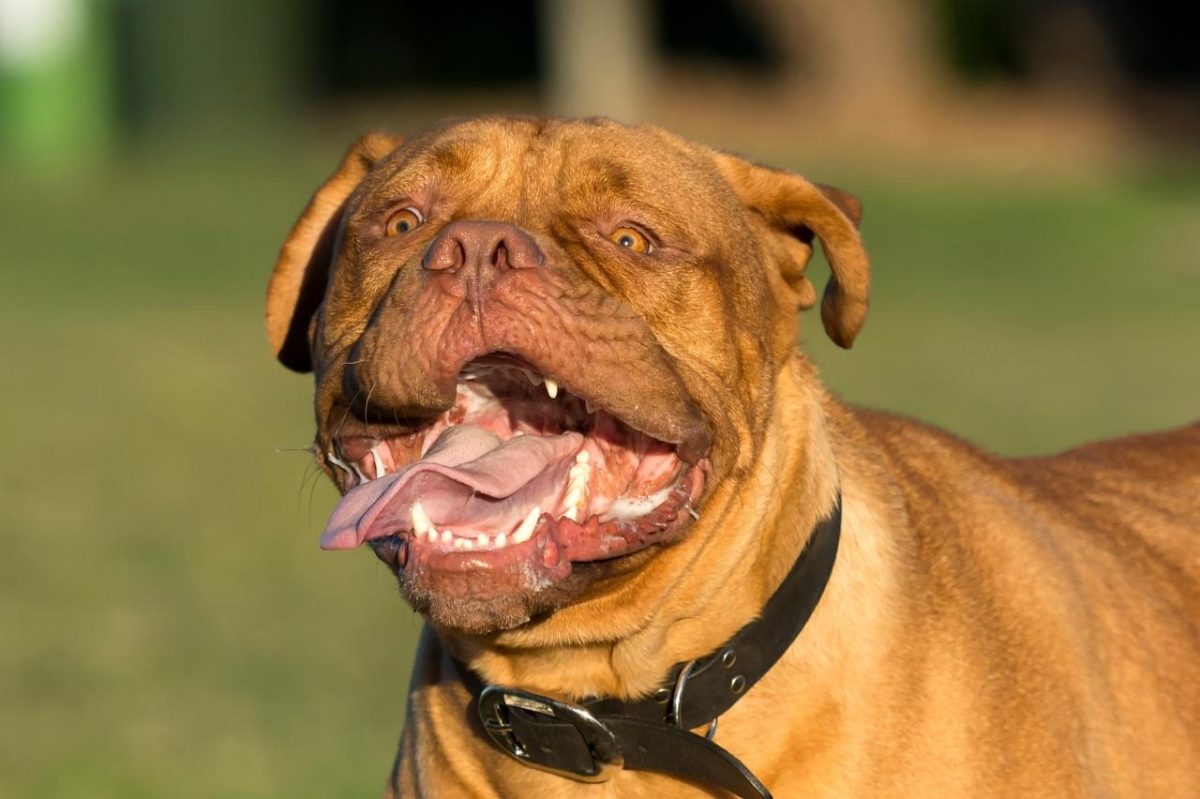 The Best Dehydrated Dog Foods for Dogue De Bordeaux