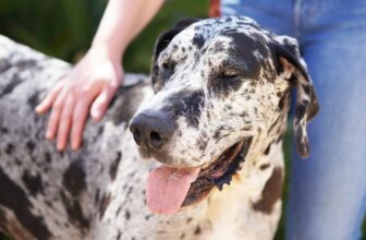 The Best Dehydrated Dog Foods for Great Danes