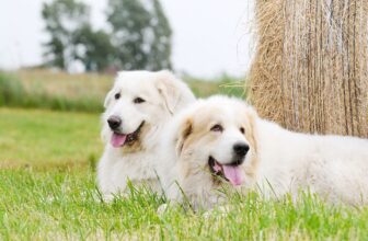The Best Dehydrated Dog Foods for Great Pyrenees
