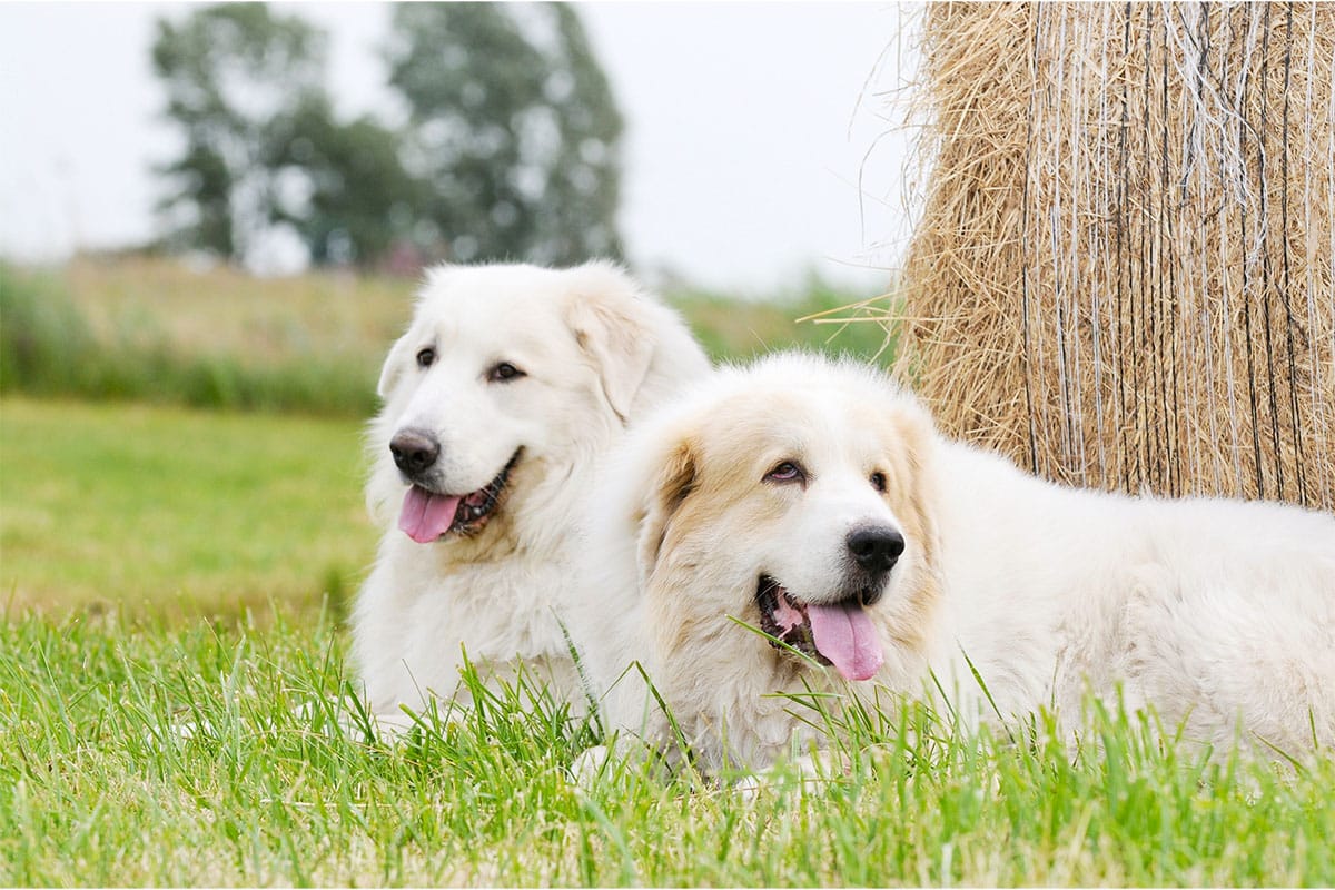 The Best Dehydrated Dog Foods for Great Pyrenees