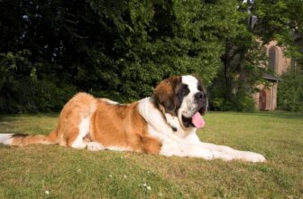 The Best Dehydrated Dog Foods for Saint Bernards