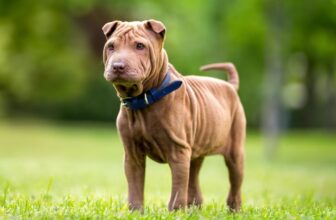 The Best Dehydrated Dog Foods for Shar Peis