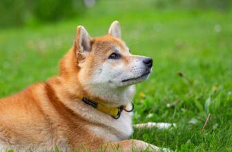 The Best Dehydrated Dog Foods for Shiba Inus