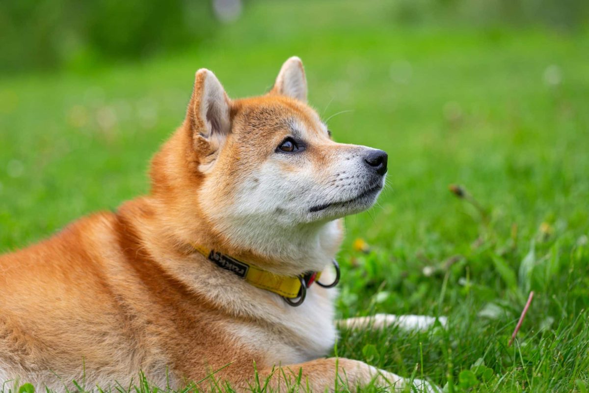 The Best Dehydrated Dog Foods for Shiba Inus