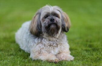 The Best Dehydrated Dog Foods for Shih Tzus