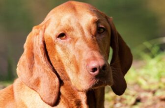 The Best Dehydrated Dog Foods for Vizslas