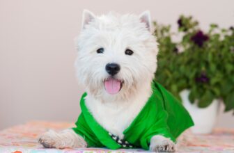 The Best Dehydrated Dog Foods for Westies