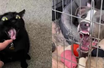 The Goober Awards Return: Time to Expose Your Pet’s Goofy Side