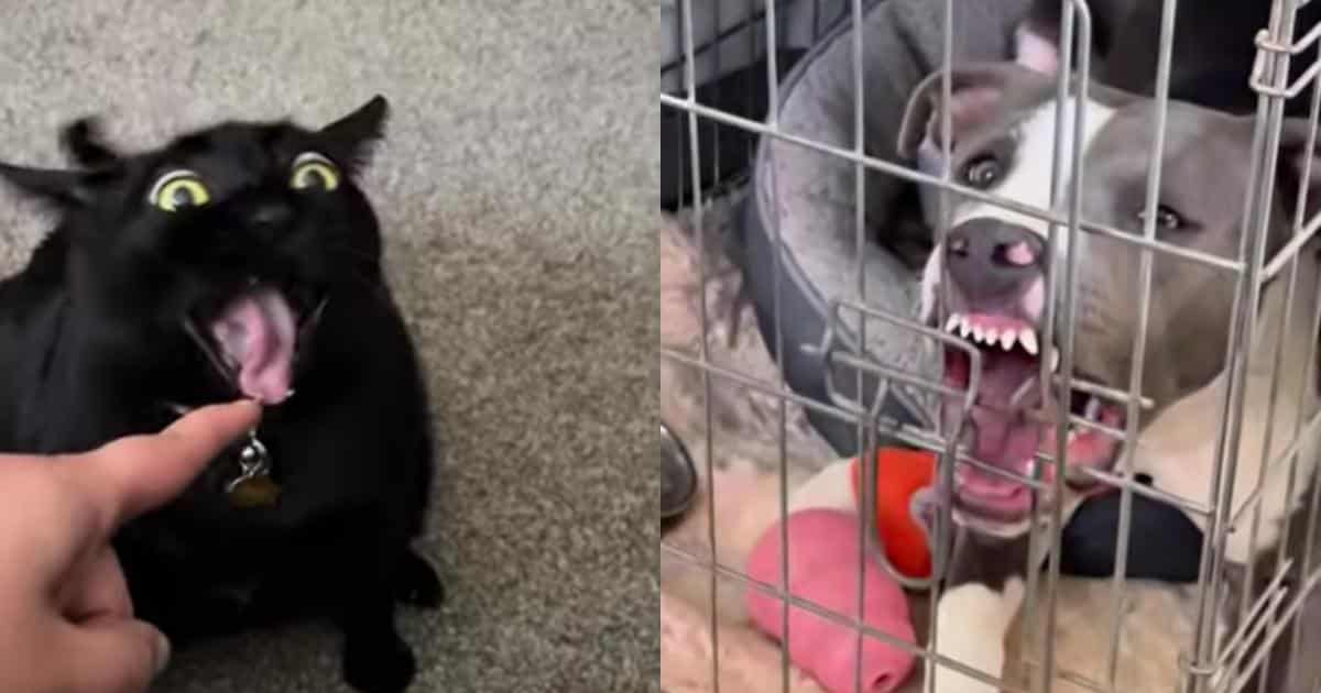 The Goober Awards Return: Time to Expose Your Pet’s Goofy Side