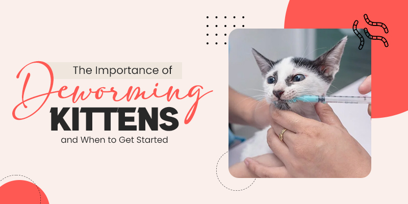 The Importance of Deworming Kittens and When to Get Started