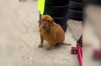 This Big Dog Survived So Much…Now She Spends Her Days Scrolling Mom’s Phone And Watching Novelas