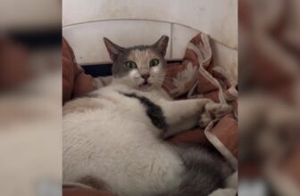 This Cat Could Only Move Her Head, But Check Out Her Incredible Comeback