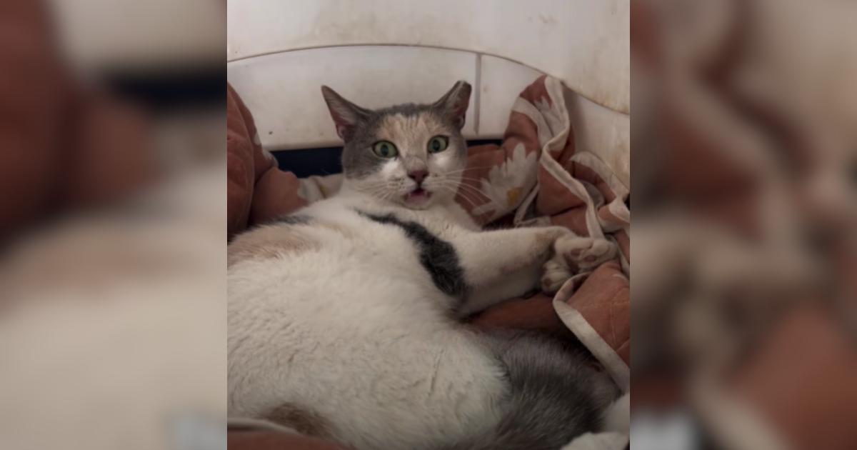 This Cat Could Only Move Her Head, But Check Out Her Incredible Comeback