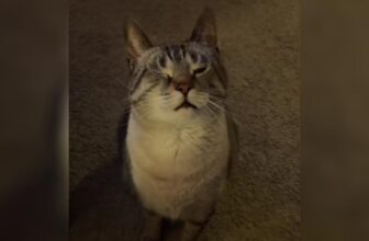 This Cat Faked Being Hurt For Snacks And We Respect The Hustle