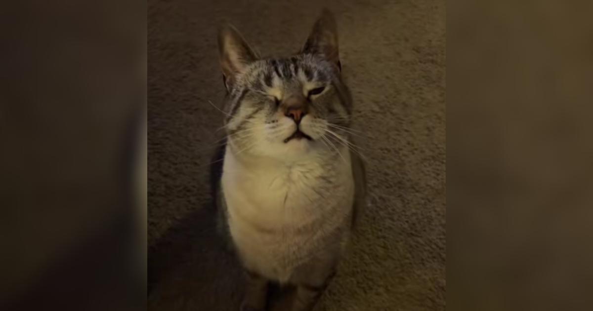 This Cat Faked Being Hurt For Snacks And We Respect The Hustle