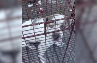 This Pittie Took Her First Steps Into A Loving Forever Home