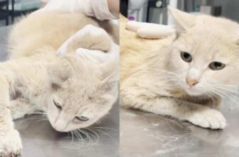 This “Pregnant” Cat Was Actually A Sick Little Boy Who Needed Saving