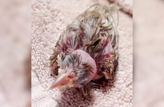 This Tiny Rescue Bird Acts More Like A Puppy Than A Bird