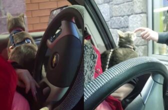 This Velcro Cat Is So Famous, Even The Drive-Thru Staff Knows His Name