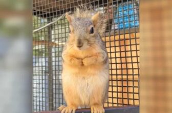 Tiny Pregnant Squirrel Somehow Knows Exactly Who To Trust
