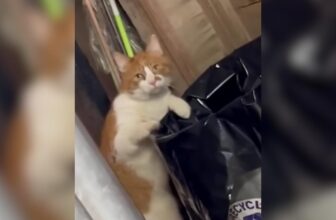 Trash Cat With a Bad Attitude Reputation Turns Out To Be Dream Kitty