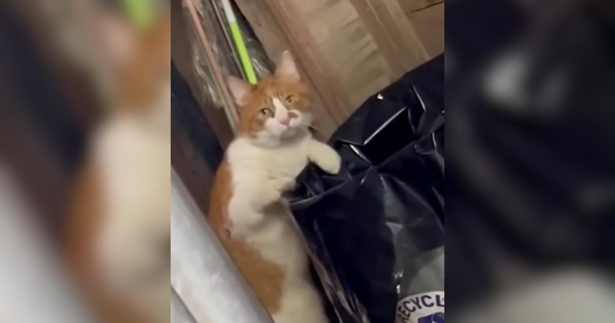 Trash Cat With a Bad Attitude Reputation Turns Out To Be Dream Kitty