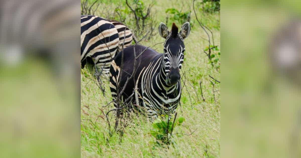 Unusual Zebra With Missing Stripes Spotted In South Africa Sparks Buzz