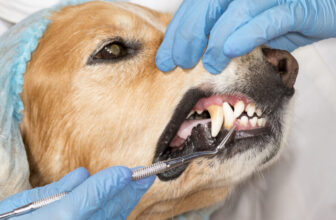 Veterinary dental cleaning for dogs and cats