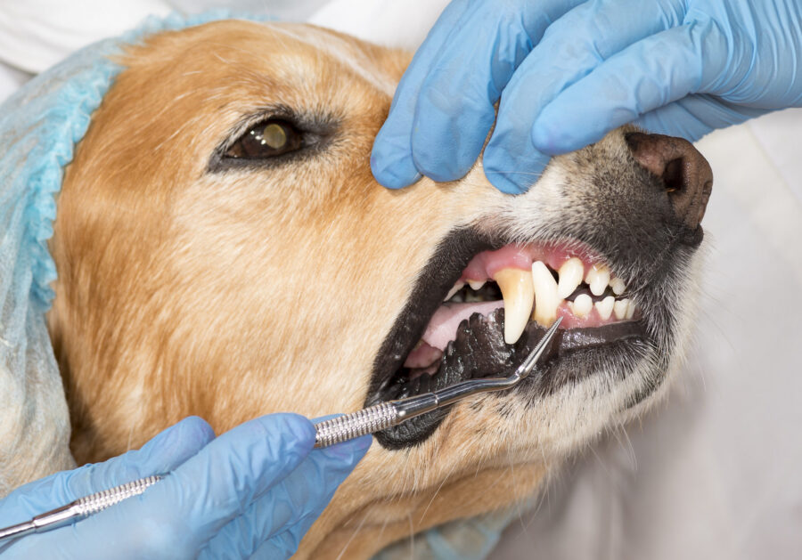 Veterinary dental cleaning for dogs and cats