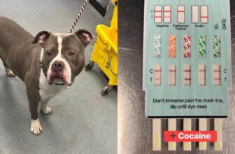 Wandering Dog Taken To Animal Hospital Following Cocaine Exposure