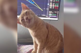 Watch This Orange Cat Fully Swoon When Dad Calls Him Handsome