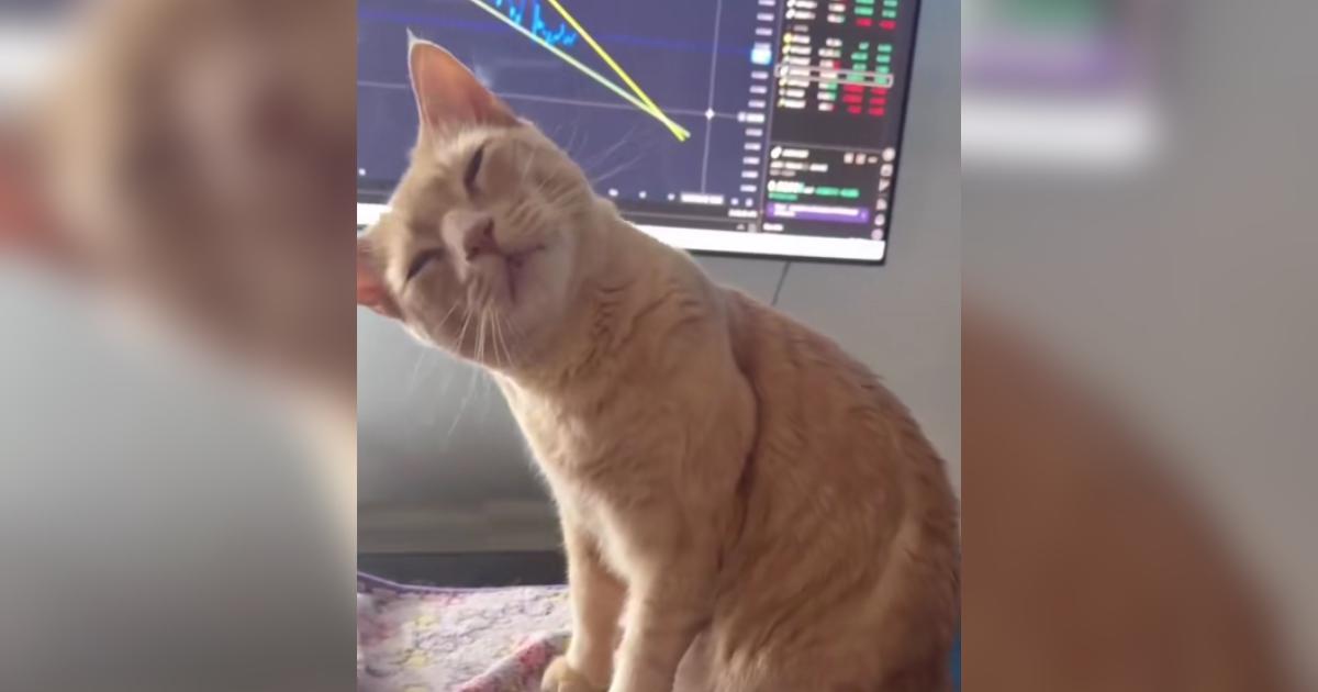 Watch This Orange Cat Fully Swoon When Dad Calls Him Handsome