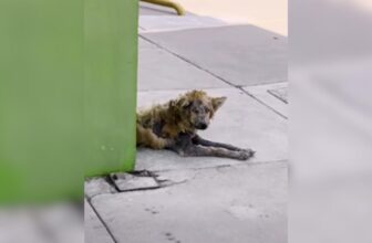 Watch This Rescuer Turn The “Werewolf” Street Dog Into A Teddy Bear