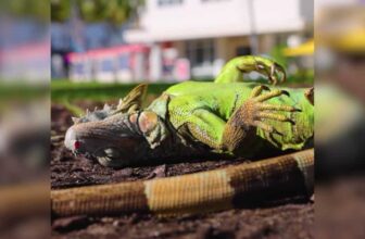 When The Cold Hit, She Took In Frozen Iguanas From Her Yard