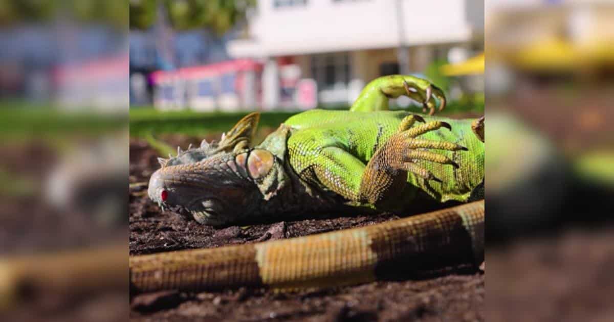 When The Cold Hit, She Took In Frozen Iguanas From Her Yard