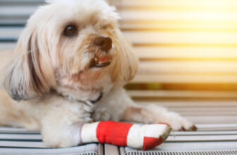 Why pet insurance is becoming more popular
