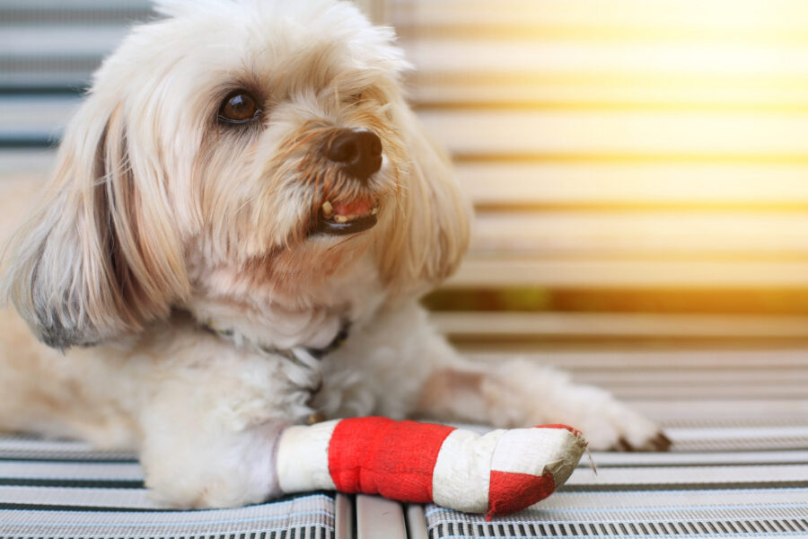 Why pet insurance is becoming more popular