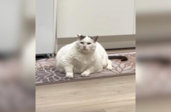 Wobbly Cat Was 23 Pounds And Could Barely Move — Then Came The Banana Toy