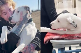 Woman Rescues Two-Legged Pittie At Gas Station…Now She’s Unstoppable