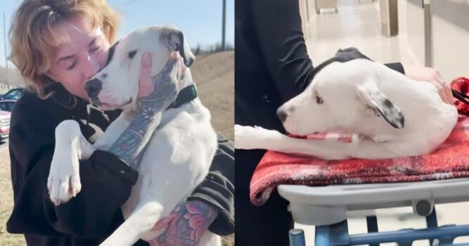 Woman Rescues Two-Legged Pittie At Gas Station…Now She’s Unstoppable
