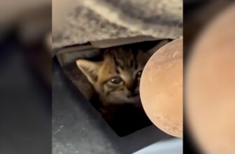 “Y’all Hear That?” Streamer Hears a Mystery Meow in His Car and Finds His New BFF