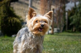 Yorkie Barking Solutions: Professional Behaviorist Methods (2026)